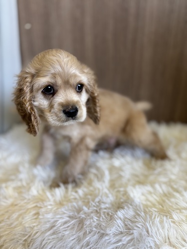 アメリカン・コッカー・スパニエル 犬の販売・譲渡 3299 バフ 男の子
