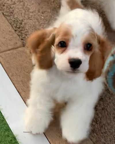 アメリカン・コッカー・スパニエル 犬の販売・譲渡 3309 ホワイト&レッドの可愛い男の子