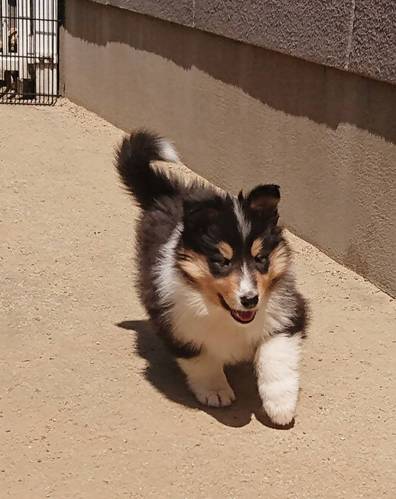 ありがとうございました 犬の販売 1017