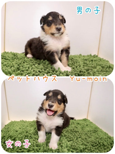 ご家族様が決まりました♪ 犬の販売 1025