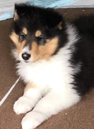 血統の良い、美しい子犬です。 犬の販売 1028