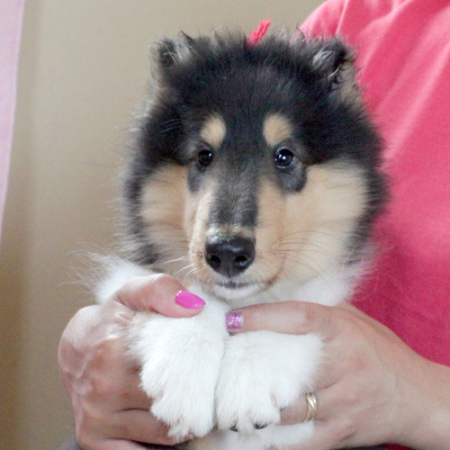 ご家族が決定しました。ありがとうございます。 犬の販売 1038