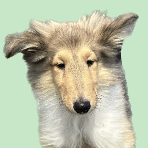 コリー(ラフ・コリー) 犬の販売・譲渡 1050 こりーの女の子!