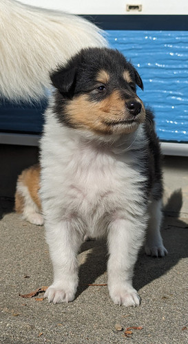 コリー(ラフ・コリー) 犬の販売・譲渡 1051 トライ フルカラーの女の子