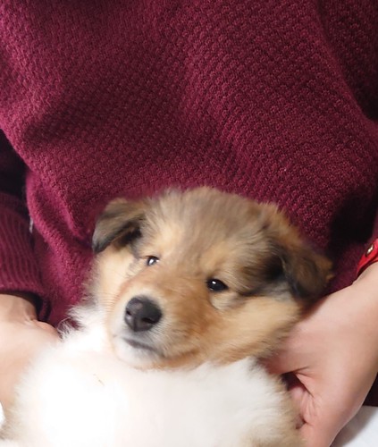 コリー(ラフ・コリー) 犬の販売・譲渡 1052 可愛いコリー子犬生まれています。