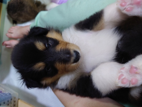 コリー(ラフ・コリー) 犬の販売・譲渡 1064 ラフコリー産まれました👶