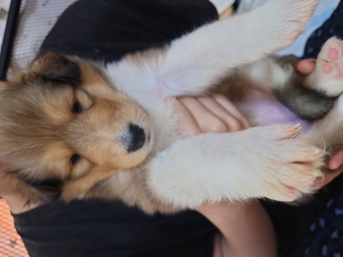 コリー(ラフ・コリー) 犬の販売・譲渡 1066 ラフコリーパピー