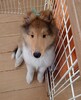 コリー(ラフ・コリー) 子犬 探す ガッチリ男の子。 1069