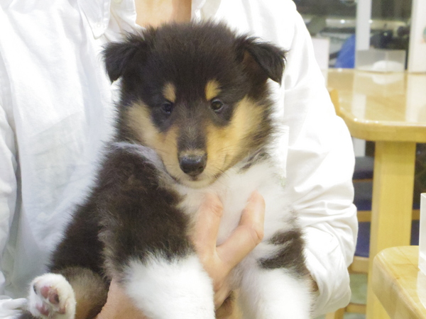 ラフ・コリー 仔犬 トライ 牝 犬の販売 928
