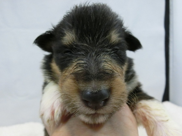 とってもかわいく元気で健康な赤ちゃんが生まれました 犬の販売 930