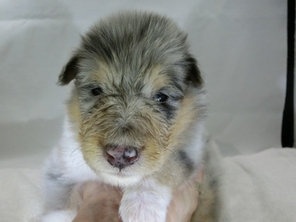 ブルーマールの元気で健康な赤ちゃんが生まれました! 犬の販売 943