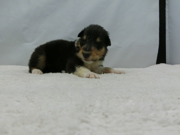 とっても可愛く元気で健康な赤ちゃんが生まれました! 犬の販売 965