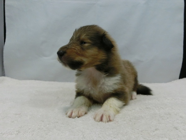とっても可愛く元気で健康な赤ちゃんが生まれました! 犬の販売 974