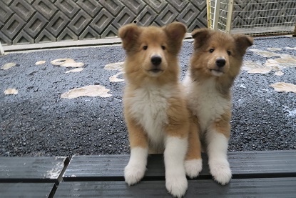 オーナー様決まりました。 犬の販売 978