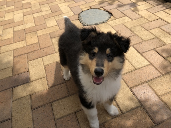 全頭オーナー様決まりました 犬の販売 999