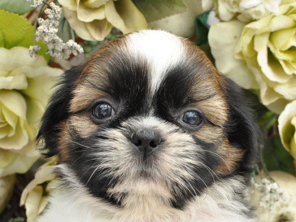 可愛いシーズーです No 5175 シーズー 犬の出産情報 子犬販売 Dogoo Com
