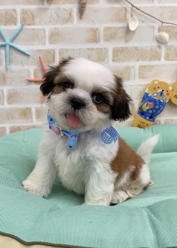 可愛いシーズデビューします No 51 シーズー 犬の出産情報 子犬販売 Dogoo Com 可愛いシーズデビューします No 51 シーズー 犬の出産情報 子犬販売 Dogoo Com