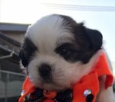 イケメンな男の子です 犬の販売 5194