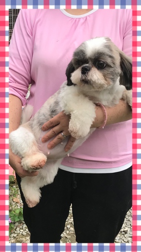 シーズーのしずこサン 犬の販売 5198