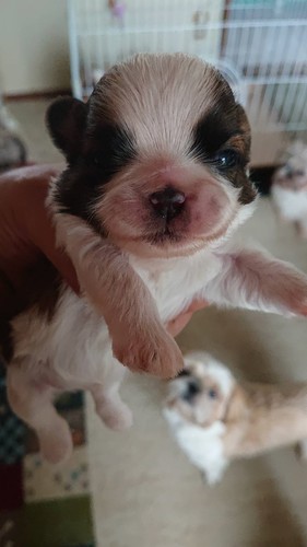 血統の良い子です。 犬の販売 5206
