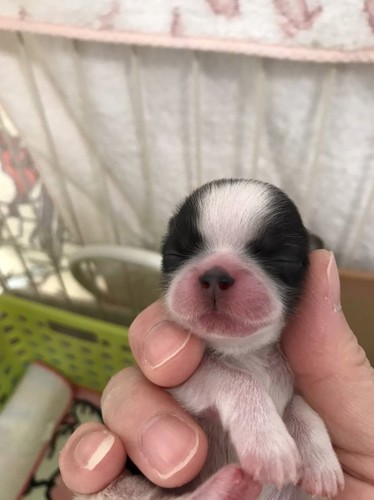 血統の良い子です。 犬の販売 5207