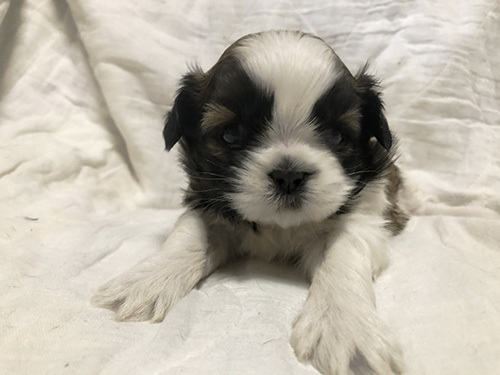 性格穏やか、シーズーの子犬! 犬の販売 5210