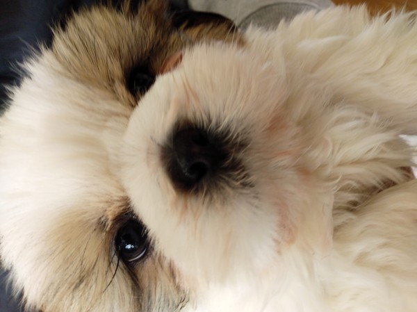 シロクマみたいな愛くるしい僕です 犬の販売 5224
