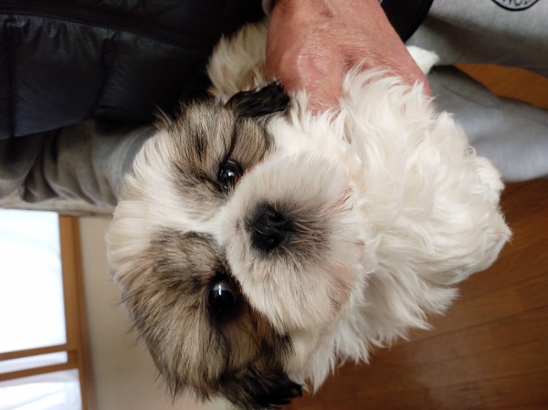 左右バランスの取れた可愛い女の子です。 犬の販売 5225