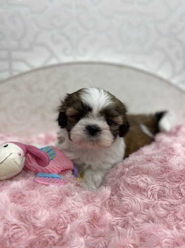 可愛いシーズー兄妹 犬の販売 5245