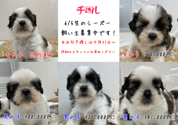 6月5日生まれのシーズーの飼い主募集中です! 犬の販売 5285