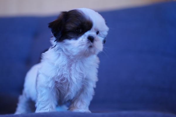 鼻ぺちゃで可愛いシーズ 犬の販売 5295