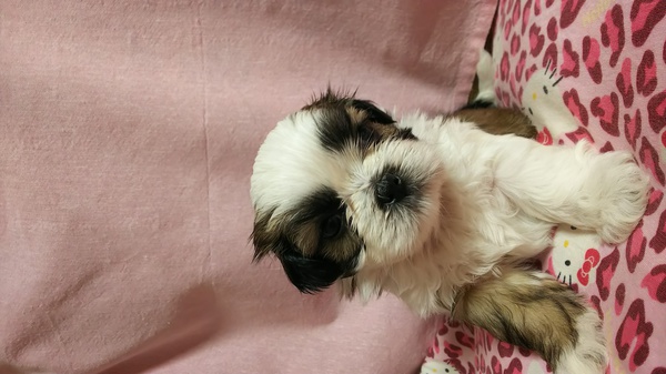 ありがとうございました。 犬の販売 5310