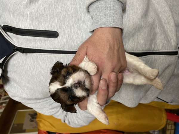 ホワイト&ゴールド 犬の販売 5320