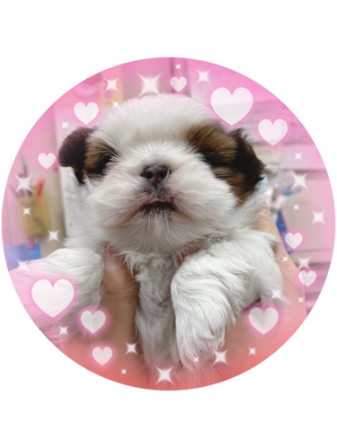 シーズの女の子 犬の販売 5327