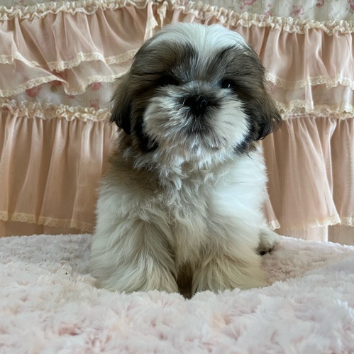 3ヶ月のおとこの子♡ 犬の販売 5333