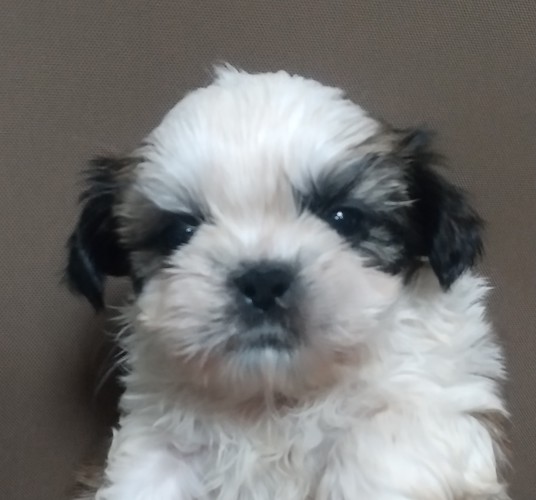 綺麗な柄の兄妹です! 犬の販売 5336