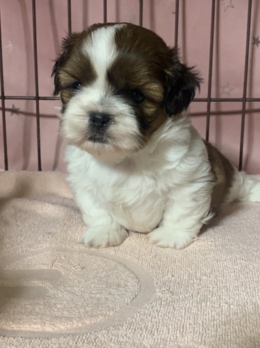 熊本よりシーズー産まれました 犬の販売 5339