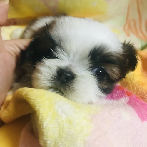 とっても可愛い男の子! 犬の販売 5345