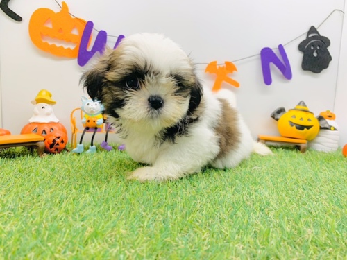 可愛い子たちが5匹生まれました。 犬の販売 5351