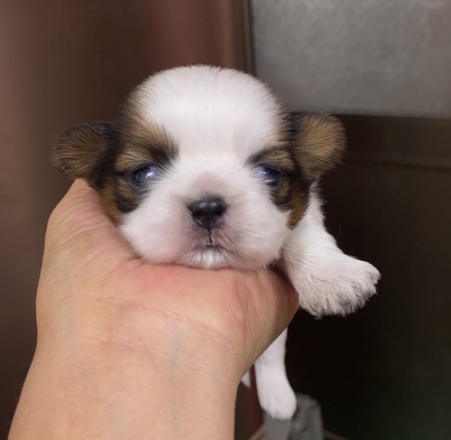 誕生日間違えました8/17です 犬の販売 5370