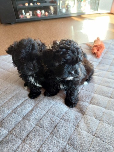 シーズー 犬の販売・譲渡 5381 今人気のミックス犬が生れました。タイニーサイズ予想