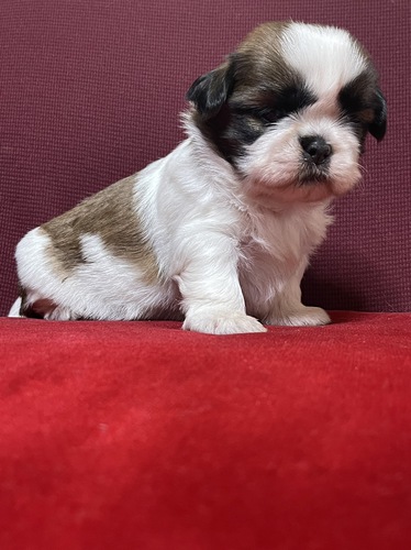 シーズー 犬の販売・譲渡 5414 熊本より可愛い子誕生しました