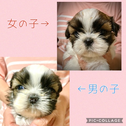 シーズー 犬の販売・譲渡 5424 可愛い双子ちゃんです