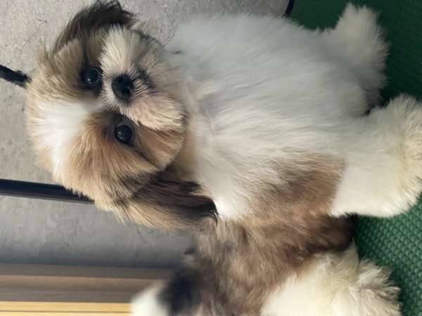 両親遺伝子検査クリア!愛嬌たっぷりの男の子 犬の販売 5427