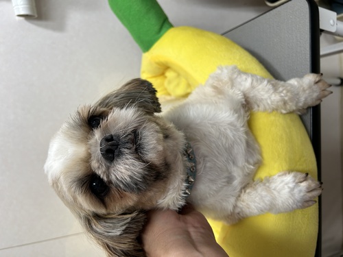 シーズー 犬の販売・譲渡 5428 引退犬里親