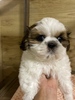 V[Y[ q T j̎q 5434
