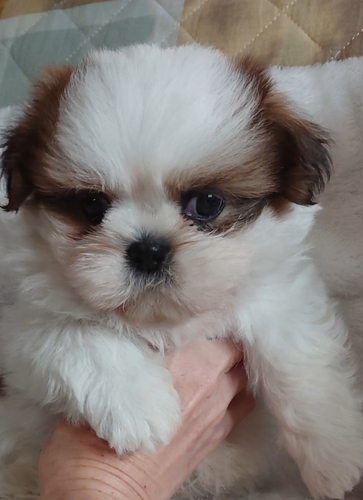 シーズー 犬の販売・譲渡 5435 可愛いい男の子です。