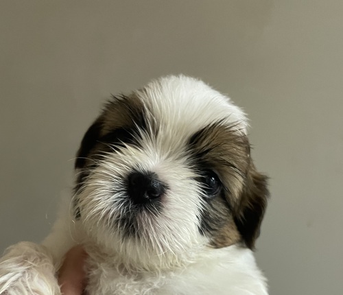 シーズー 犬の販売・譲渡 5437 シーズーの赤ちゃん 激カワパピー