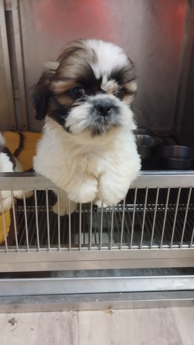 シーズー 犬の販売・譲渡 5449 シーズーの男の子