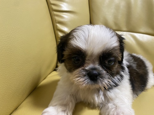 シーズー 犬の販売・譲渡 5451 販売終了